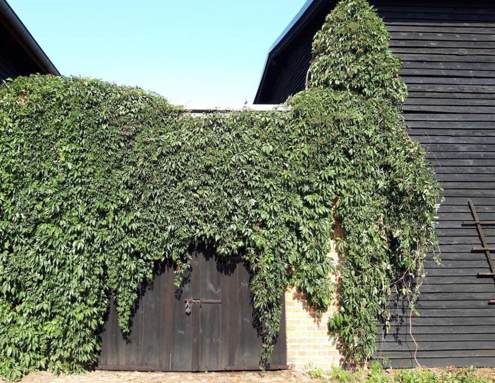 Ein Bett im Kornfeld - Haus Weitblick - mit Innenpool Schonfeld  Exterior foto